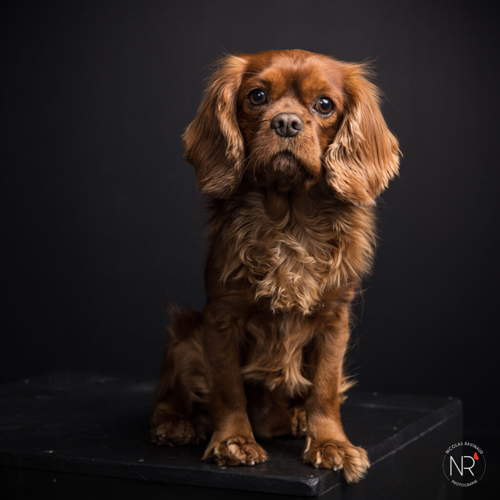 photo portrait chien marron