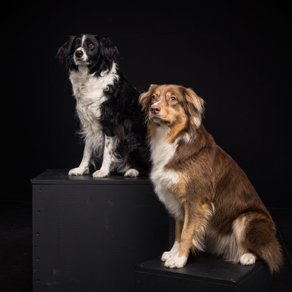 photo chiens portraits studio perigueux