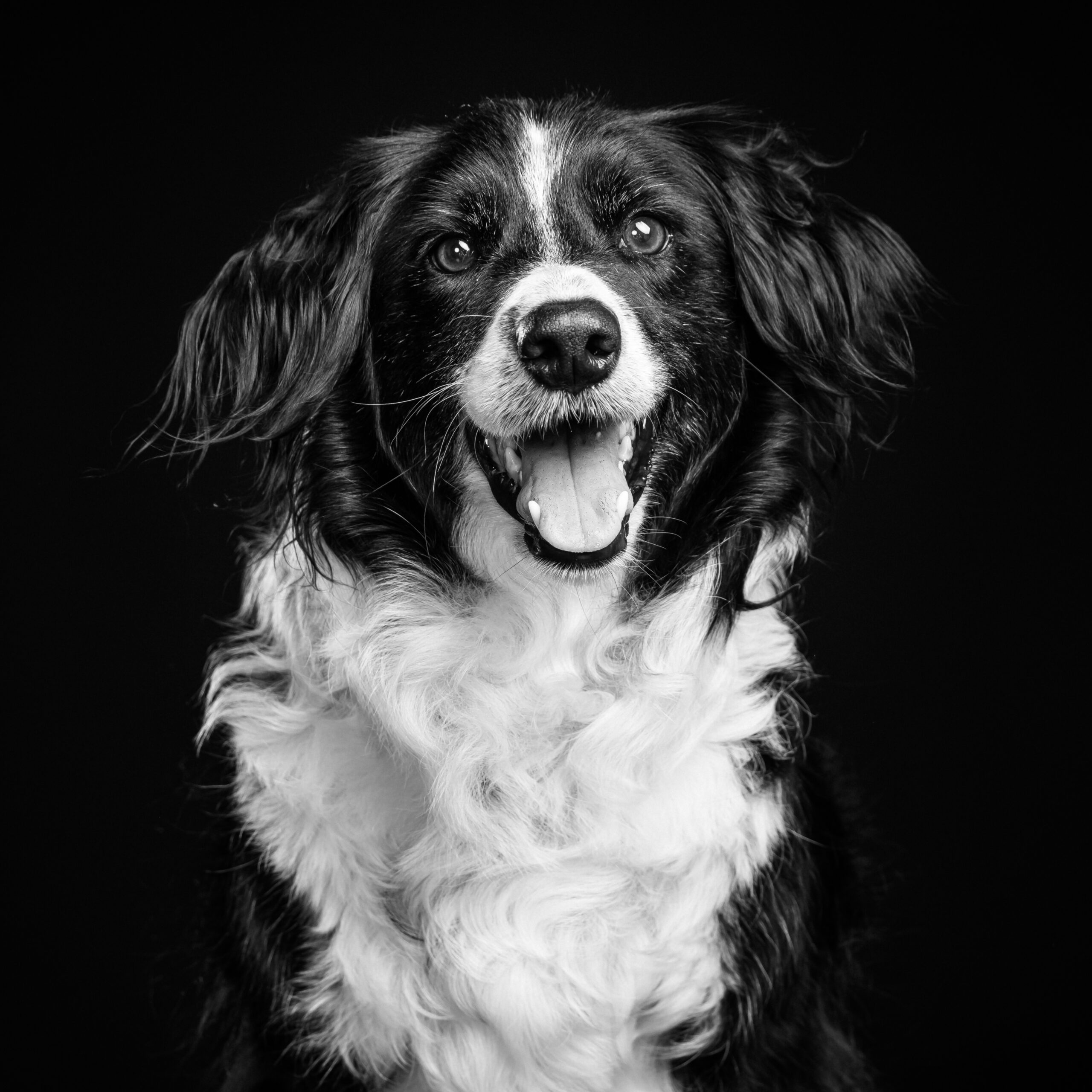 photos de vos animaux chien noir et blanc